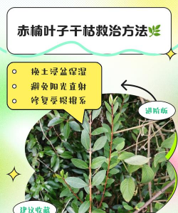赤楠叶子干枯怎么救治