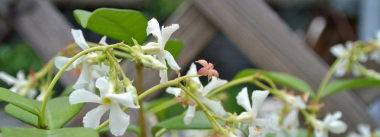 盘龙香的养殖方法与注意事项