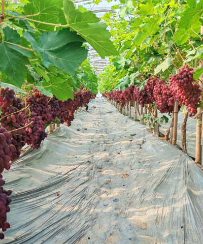 葡萄的种植效益怎么样啊