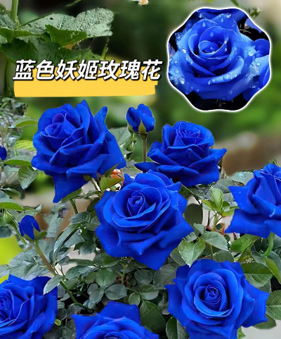 小众送妈妈的花有哪些花