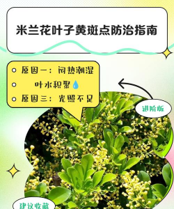 米兰花叶片黄褐斑怎么办