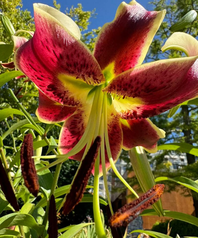 小众送妈妈的花有哪些花