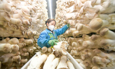 小众送妈妈的花有哪些花