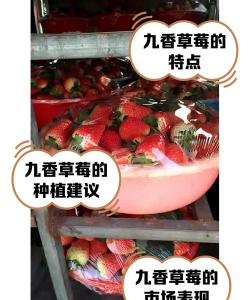 久香草莓介绍