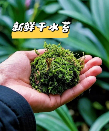 小众送妈妈的花有哪些花