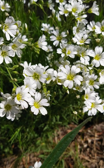 塞罕坝有哪些花