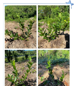 香水柠檬种植技术与管理