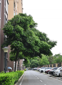小众送妈妈的花有哪些花
