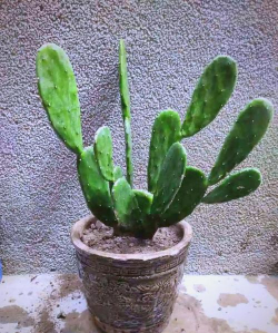 观茎植物有什么