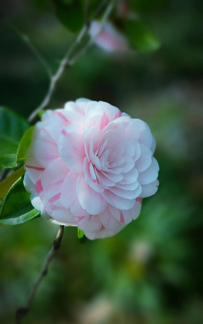 小众送妈妈的花有哪些花