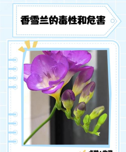 小众送妈妈的花有哪些花