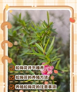 小众送妈妈的花有哪些花