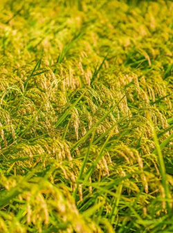 小众送妈妈的花有哪些花