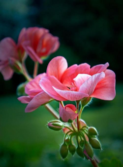 小众送妈妈的花有哪些花