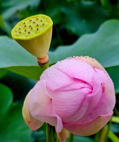 小众送妈妈的花有哪些花