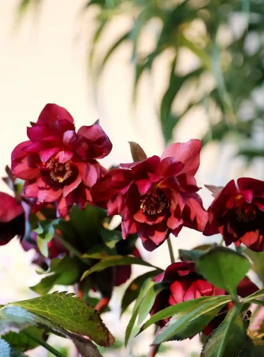 小众送妈妈的花有哪些花