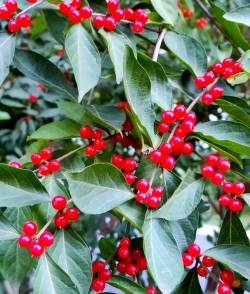 小众送妈妈的花有哪些花