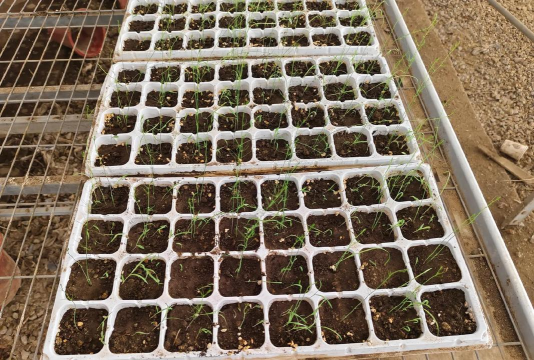 小众送妈妈的花有哪些花