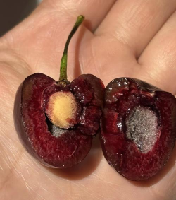 车厘子空心怎么回事