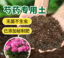 小众送妈妈的花有哪些花