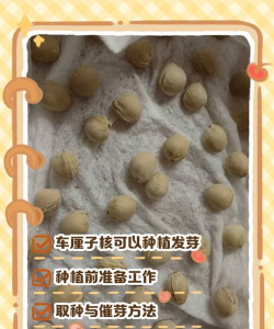 车厘子核可以种吗