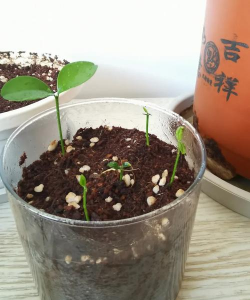 小众送妈妈的花有哪些花