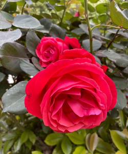 小众送妈妈的花有哪些花