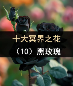 黑色有哪些花