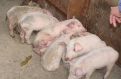 小众送妈妈的花有哪些花