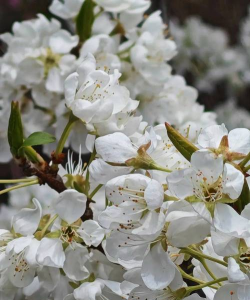 小众送妈妈的花有哪些花