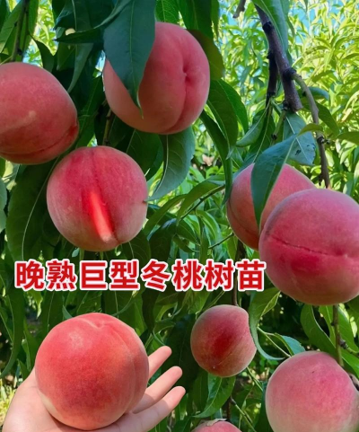 桃树晚熟品种