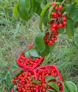 小众送妈妈的花有哪些花