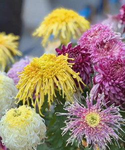 什么菊花适合冬季养