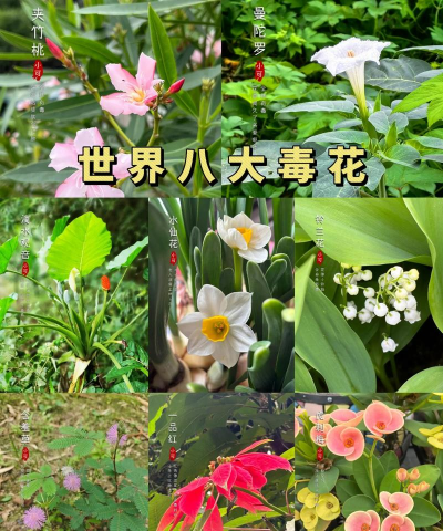 小众送妈妈的花有哪些花