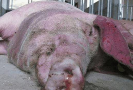 小众送妈妈的花有哪些花