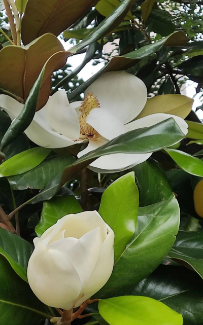 小众送妈妈的花有哪些花