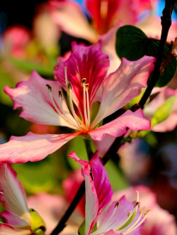 香港路边有什么花