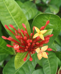 小众送妈妈的花有哪些花