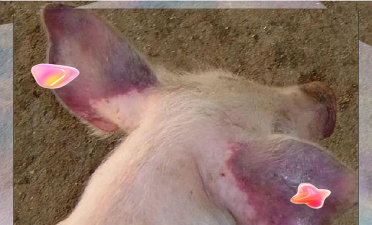 小众送妈妈的花有哪些花