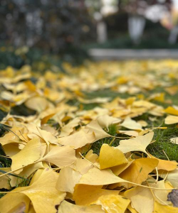 小众送妈妈的花有哪些花