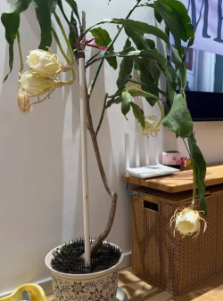 小众送妈妈的花有哪些花