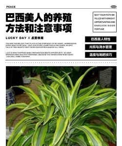 小众送妈妈的花有哪些花