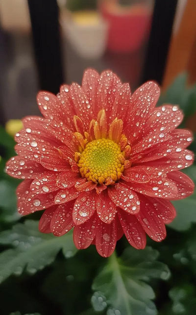 小众送妈妈的花有哪些花