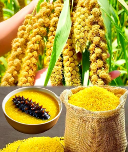 小众送妈妈的花有哪些花