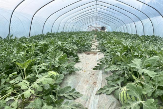 小众送妈妈的花有哪些花