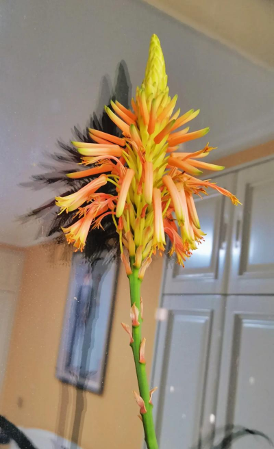 小众送妈妈的花有哪些花