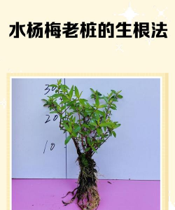 小众送妈妈的花有哪些花