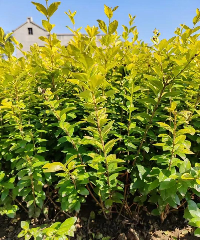 金叶女贞夏天怎么养