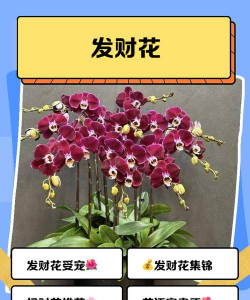 发财的花什么结构