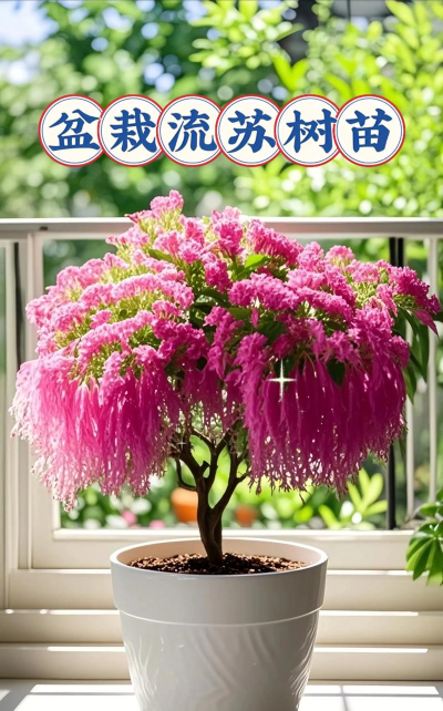 小众送妈妈的花有哪些花